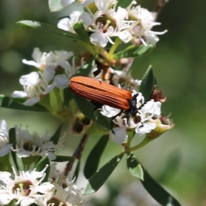 Porrostoma sp. (genus) at Wodonga, VIC - 12 Dec 2021