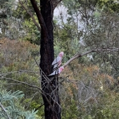 Eolophus roseicapilla (Galah) at Murrumbateman, NSW - 12 Dec 2021 by SimoneC