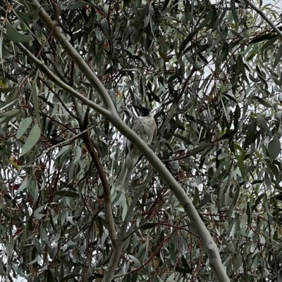 Philemon corniculatus (Noisy Friarbird) at Murrumbateman, NSW - 12 Dec 2021 by SimoneC