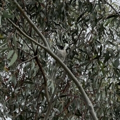 Philemon corniculatus (Noisy Friarbird) at Murrumbateman, NSW - 12 Dec 2021 by SimoneC