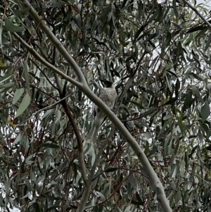 Philemon corniculatus at Murrumbateman, NSW - 12 Dec 2021