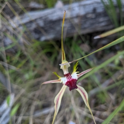 Caladenia atrovespa (Green-comb Spider Orchid) at Aranda, ACT - 28 Nov 2021 by Maxie_Lou