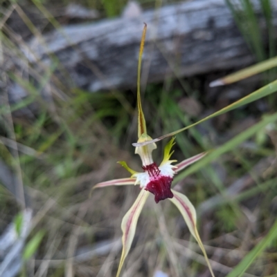 Caladenia atrovespa (Green-comb Spider Orchid) at Aranda, ACT - 28 Nov 2021 by MaxieLou