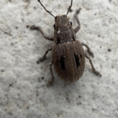 Eurymetopus birabeni (Weevil) at Jerrabomberra, NSW - 12 Dec 2021 by SteveBorkowskis