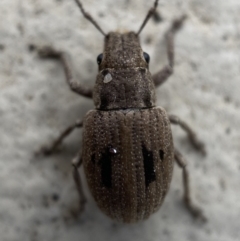 Eurymetopus birabeni at Jerrabomberra, NSW - suppressed