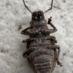 Eurymetopus birabeni at Jerrabomberra, NSW - suppressed