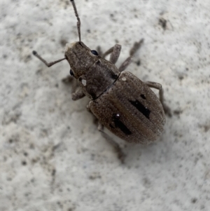 Eurymetopus birabeni at Jerrabomberra, NSW - suppressed