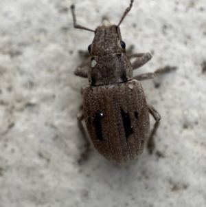 Eurymetopus birabeni at Jerrabomberra, NSW - suppressed