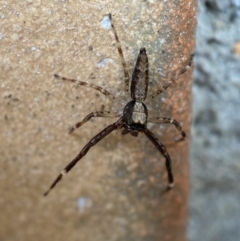 Helpis minitabunda (Threatening jumping spider) at Jerrabomberra, NSW - 12 Dec 2021 by Steve_Bok