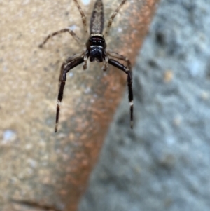 Helpis minitabunda at Jerrabomberra, NSW - suppressed