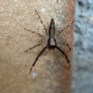 Helpis minitabunda at Jerrabomberra, NSW - suppressed