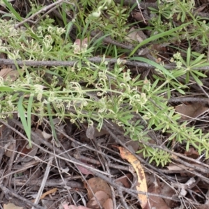 Galium aparine at Cook, ACT - 6 Dec 2021