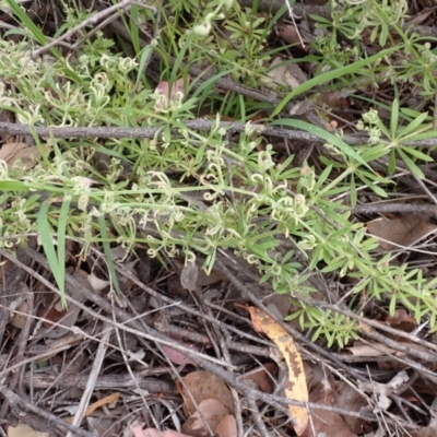 Galium aparine (Goosegrass, Cleavers) at Cook, ACT - 6 Dec 2021 by drakes