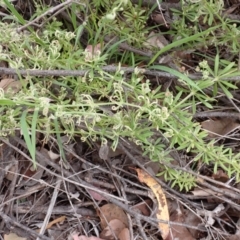 Galium aparine (Goosegrass, Cleavers) at Aranda Bushland - 5 Dec 2021 by drakes