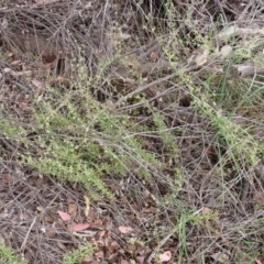 Galium aparine at Cook, ACT - 6 Dec 2021