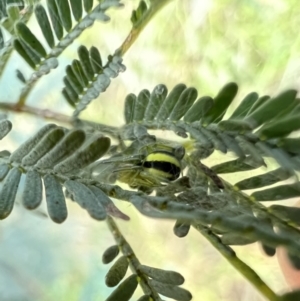 Deliochus sp. (genus) at Murrumbateman, NSW - 11 Dec 2021