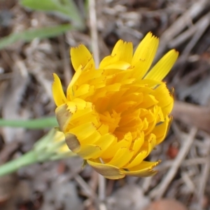 Hypochaeris radicata at Cook, ACT - 6 Dec 2021 08:29 AM