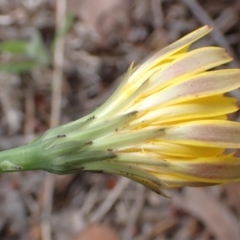 Hypochaeris radicata at Cook, ACT - 6 Dec 2021