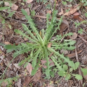 Hypochaeris radicata at Cook, ACT - 6 Dec 2021