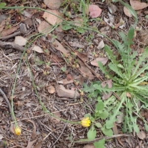 Hypochaeris radicata at Cook, ACT - 6 Dec 2021 08:29 AM