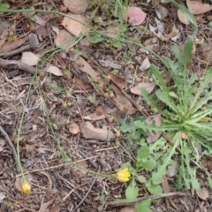 Hypochaeris radicata at Cook, ACT - 6 Dec 2021