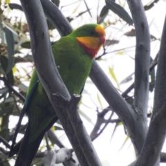 Polytelis swainsonii (Superb Parrot) at Curtin, ACT - 11 Dec 2021 by HelenCross