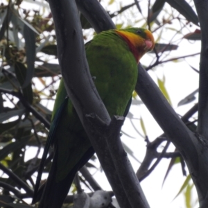 Polytelis swainsonii at Curtin, ACT - suppressed