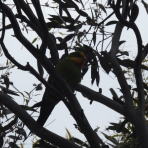 Polytelis swainsonii at Curtin, ACT - suppressed