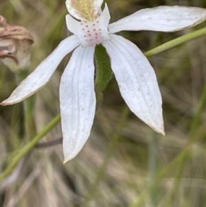 Caladenia moschata at Rendezvous Creek, ACT - suppressed