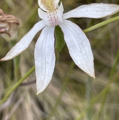 Caladenia moschata (Musky Caps) at Rendezvous Creek, ACT - 12 Dec 2021 by JaneR