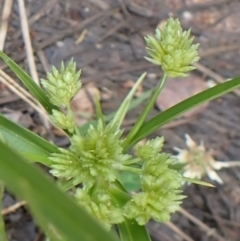 Cyperus eragrostis (Umbrella Sedge) at Aranda Bushland - 5 Dec 2021 by drakes