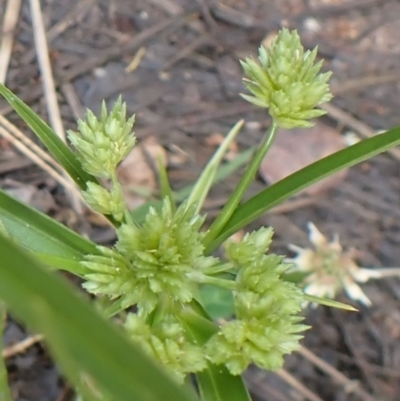 Cyperus eragrostis (Umbrella Sedge) at Cook, ACT - 6 Dec 2021 by drakes