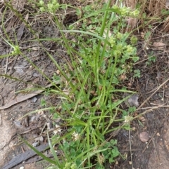 Cyperus eragrostis at Cook, ACT - 6 Dec 2021