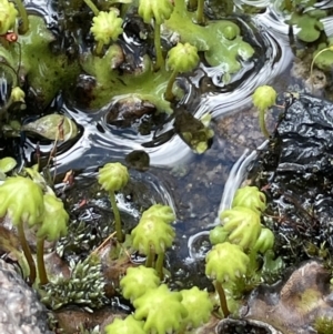 Marchantia sp. (genus) at Rendezvous Creek, ACT - 12 Dec 2021 12:40 PM