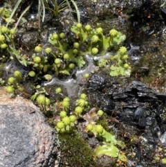 Marchantia sp. (genus) at Rendezvous Creek, ACT - 12 Dec 2021 12:40 PM