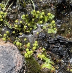 Marchantia sp. (genus) at Rendezvous Creek, ACT - 12 Dec 2021