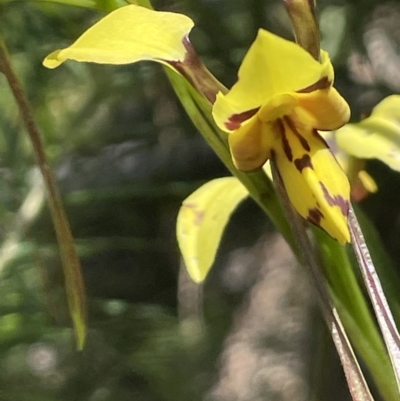 Diuris sulphurea (Tiger Orchid) at Namadgi National Park - 12 Dec 2021 by JaneR
