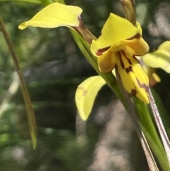 Diuris sulphurea (Tiger orchid) at Rendezvous Creek, ACT - 12 Dec 2021 by JaneR