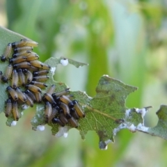 Paropsis atomaria (Eucalyptus leaf beetle) at Lions Youth Haven - Westwood Farm A.C.T. - 11 Dec 2021 by HelenCross