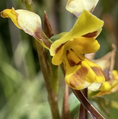 Diuris sulphurea (Tiger Orchid) at Namadgi National Park - 12 Dec 2021 by JaneR