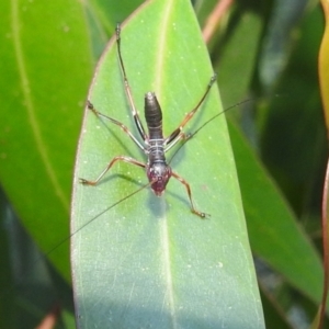 Tettigoniidae (family) at Kambah, ACT - 11 Dec 2021