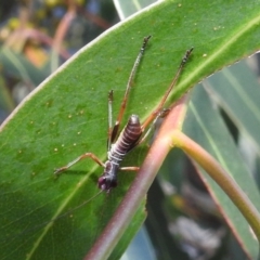 Tettigoniidae (family) at Kambah, ACT - 11 Dec 2021