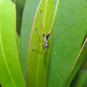 Tettigoniidae (family) at Kambah, ACT - 11 Dec 2021