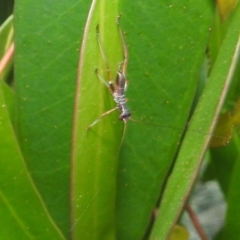 Tettigoniidae (family) at Kambah, ACT - suppressed