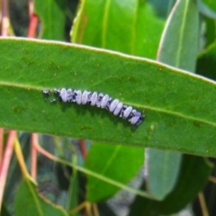 Unidentified Insect at Lions Youth Haven - Westwood Farm A.C.T. - 11 Dec 2021 by HelenCross