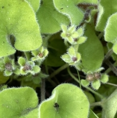 Dichondra repens (Kidney Weed) at Namadgi National Park - 12 Dec 2021 by JaneR