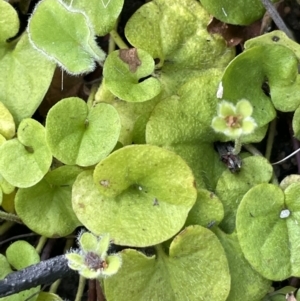 Dichondra repens at Rendezvous Creek, ACT - 12 Dec 2021