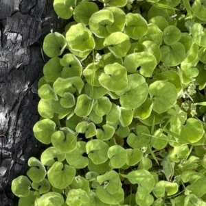 Dichondra repens at Rendezvous Creek, ACT - 12 Dec 2021