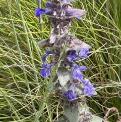 Ajuga australis (Austral Bugle) at Rendezvous Creek, ACT - 12 Dec 2021 by JaneR