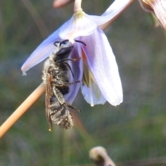 Lasioglossum (Chilalictus) lanarium (Halictid bee) at Kambah, ACT - 11 Dec 2021 by HelenCross